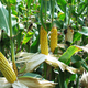 Image for article titled Detroit wins in California, ethanol takes a hit and Ford plays ball